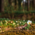 Waldbestattung