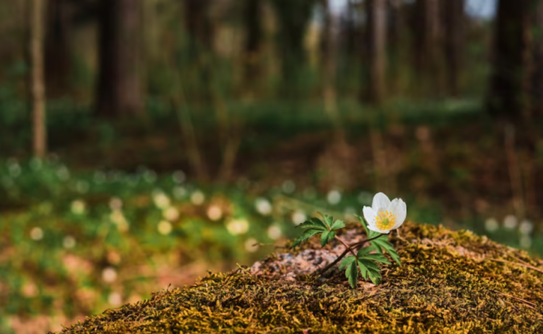 Waldbestattung
