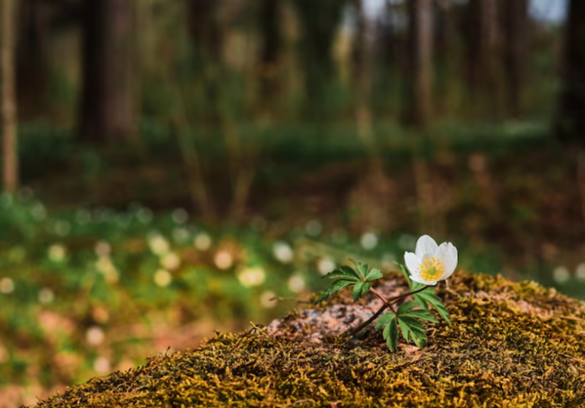 Waldbestattung